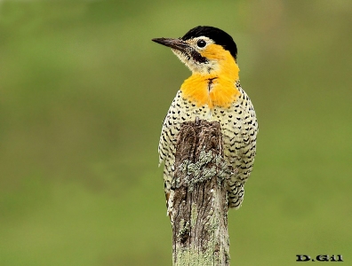 CARPINTERO DE CAMPO (Colaptes campestris)  - Paso Mauricio - SAN JOSÈ (Agosto 2012)